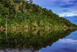 Photo taken in Parintins, Amazonas, Brasil. Photographer captured the lush Amazon Rainforest, which is reflected in river